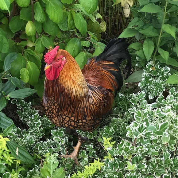 Meet your Posher, Lisa - Picture 1 of 1